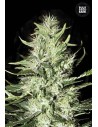 BULK SEED BANK - Auto Mazar Extra - 1