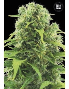 BULK SEED BANK - Auto Northern Light - 1
