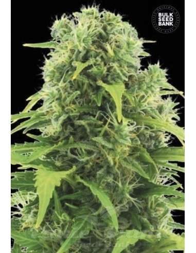 BULK SEED BANK - Auto Northern Light - 1