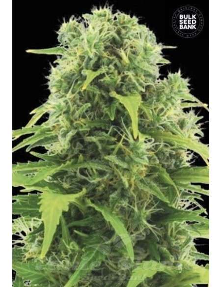 BULK SEED BANK - Auto Northern Light - 1