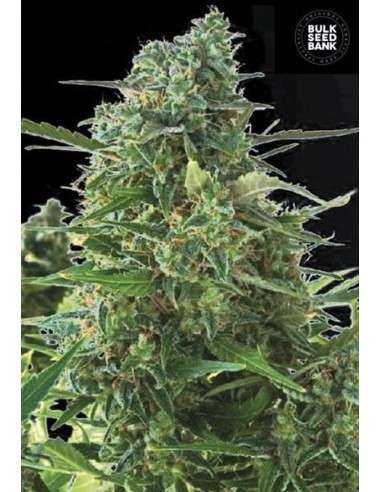 BULK SEED BANK - Auto NBA Diesel - 1