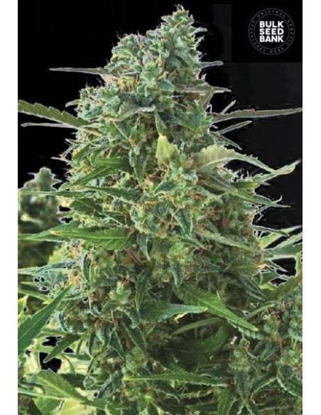 BULK SEED BANK - Auto NBA Diesel - 1