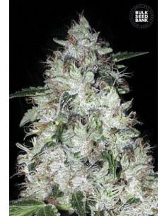 BULK SEED BANK - Auto OG Kush - 1