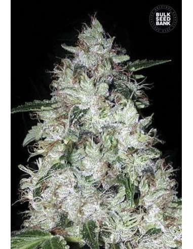 BULK SEED BANK - Auto OG Kush - 1
