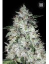 BULK SEED BANK - Auto OG Kush - 1