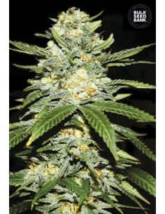 BULK SEED BANK - Auto Perfect Power Plant - 1