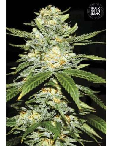 BULK SEED BANK - Auto Perfect Power Plant - 1