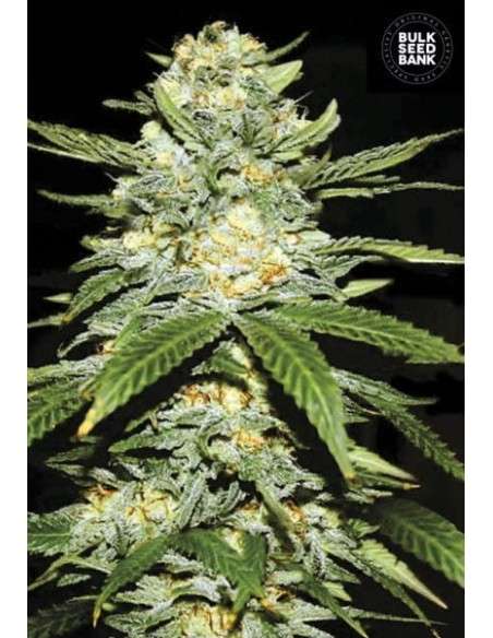 BULK SEED BANK - Auto Perfect Power Plant - 1