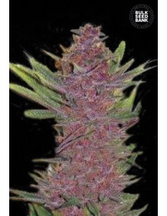 BULK SEED BANK - Auto Purple Glam Kush - 1