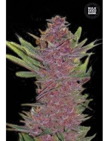 BULK SEED BANK - Auto Purple Glam Kush - 1
