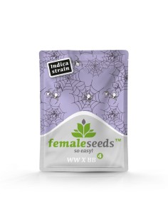 FEMALE SEEDS - White Widow x Big Bud - 1 2