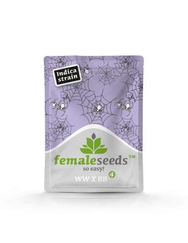 FEMALE SEEDS - White Widow x Big Bud - 2