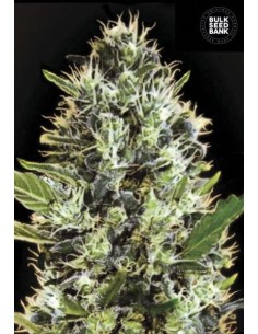 BULK SEED BANK - Auto Sunmango - 1