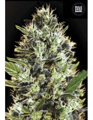 BULK SEED BANK - Auto Sunmango - 1