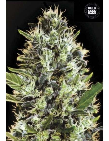 BULK SEED BANK - Auto Sunmango - 1