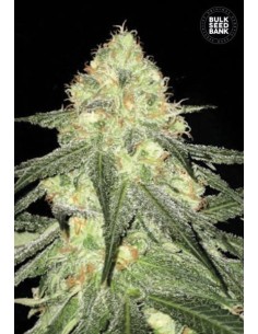BULK SEED BANK - Auto Sour Diesel - 1