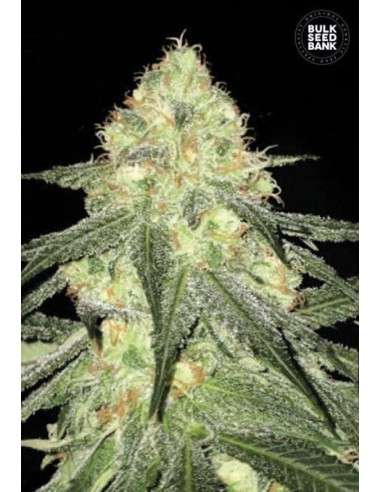 BULK SEED BANK - Auto Sour Diesel - 1