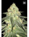 BULK SEED BANK - Auto Sour Diesel - 1