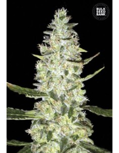 BULK SEED BANK - Auto Special Skunk - 1