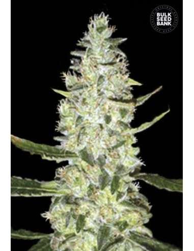 BULK SEED BANK - Auto Special Skunk - 1