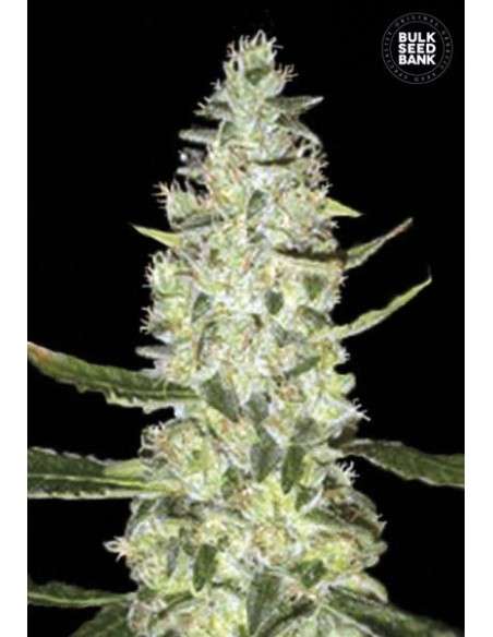 BULK SEED BANK - Auto Special Skunk - 1