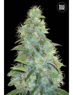 BULK SEED BANK - Auto Sweet Tooth - 1