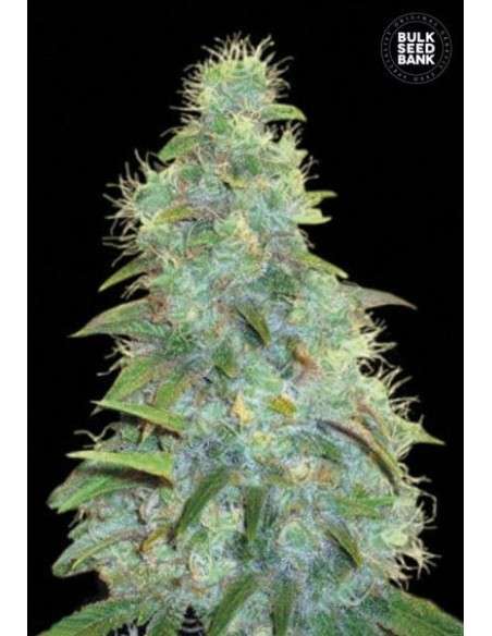 BULK SEED BANK - Auto Sweet Tooth - 1