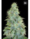 BULK SEED BANK - Auto Sweet Tooth - 1