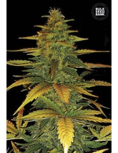 BULK SEED BANK - Auto Wild Dwarf - 1