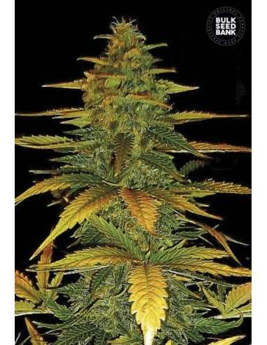 BULK SEED BANK - Auto Wild Dwarf - 1