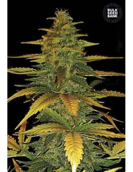 BULK SEED BANK - Auto Wild Dwarf - 1