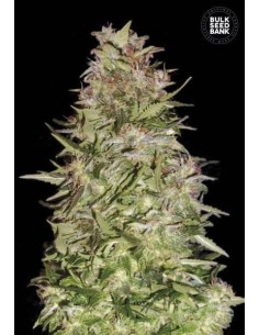 BULK SEED BANK - Auto White Prussian - 1