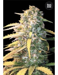 BULK SEED BANK - Auto White Widow - 1