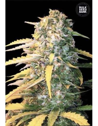 BULK SEED BANK - Auto White Widow - 1
