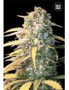 BULK SEED BANK - Auto White Widow - 1
