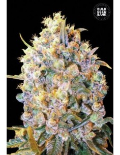 BULK SEED BANK - Bigger Bud - 1
