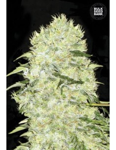 BULK SEED BANK - Bubblegum Extra - 1