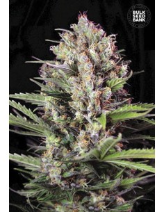 BULK SEED BANK - Caramel King - 1