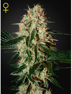 GREEN HOUSE SEEDS - Arjan's Haze 3 - 1