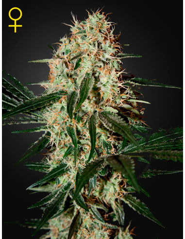 GREEN HOUSE SEEDS - Arjan's Haze 3 - 1