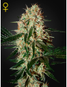 GREEN HOUSE SEEDS - Arjan's Haze 3 - 1
