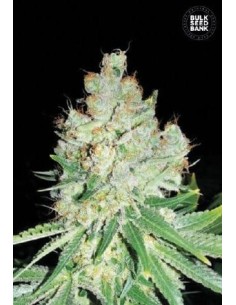 BULK SEED BANK - Cheese - 1