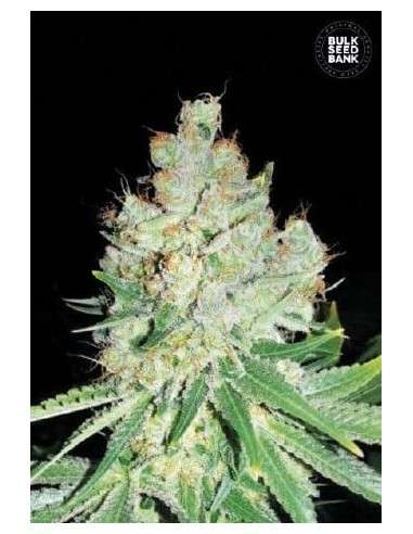BULK SEED BANK - Cheese - 1