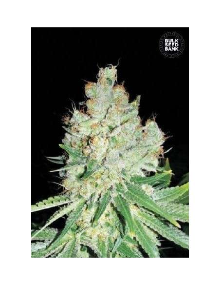 BULK SEED BANK - Cheese - 1