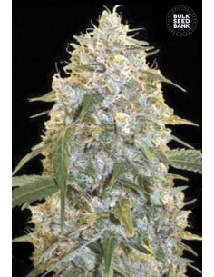 BULK SEED BANK - Cocopopo - 1