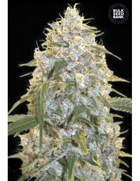 BULK SEED BANK - Cocopopo - 1