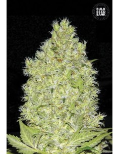 BULK SEED BANK - Chronical - 1