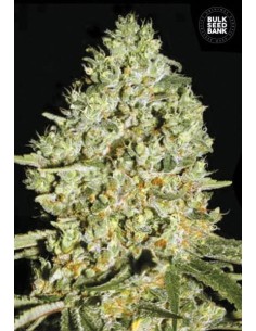BULK SEED BANK - Critical - 1