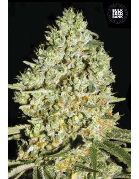 BULK SEED BANK - Critical - 1