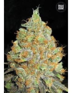 BULK SEED BANK - Critical Mass - 1